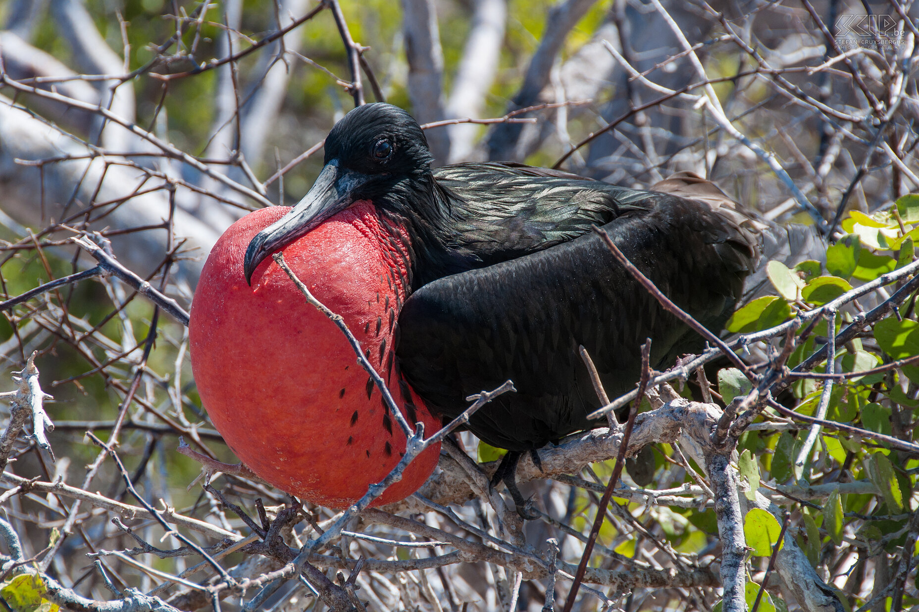 Galapagos - North Seymour - Fregatvogel The mannelijke fregatvogels (fregata magnificens) hebben een rode wangzak die ze opblazen tijdens het paarseizoen om vrouwtjes aan te trekken. Stefan Cruysberghs